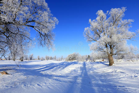 美丽的 季节 自然 霍尔 寒冷的 雪花 分支 太阳 场景