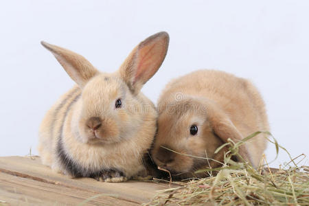 阳光明媚的一天,小可爱的小兔子在绿色花园的草地上散步.