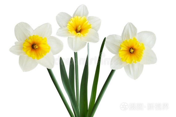 白水仙花照片 正版商用图片1r34co 摄图新视界 白水仙花照片 正版商用图片1r34co 摄图新视界