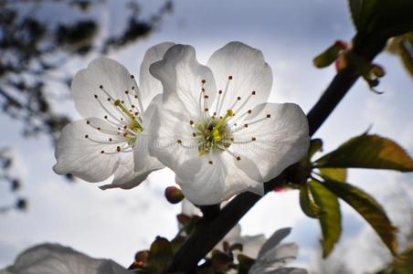 樱桃 季节 植物 天空 春天 花园 开花 太阳 生长 盛开