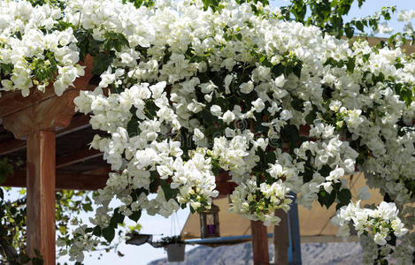 美丽的 树叶 春天 灌木 花瓣 三角梅 植物 希腊 花园