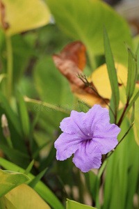 粉红色 生长 环境 幸福 美女 花瓣 花园 物体 自然 放松