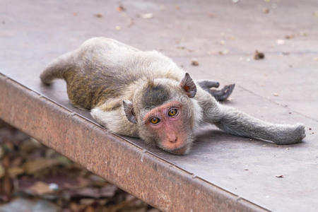 把睡在水泥地板上的猴子关起来