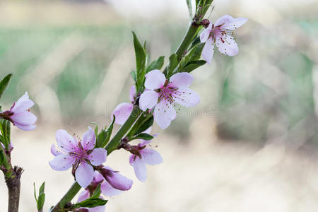 桃花