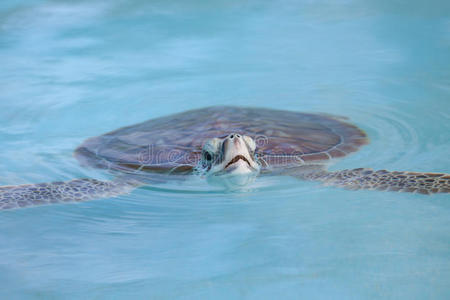 在cayo largo水中游泳的海龟
