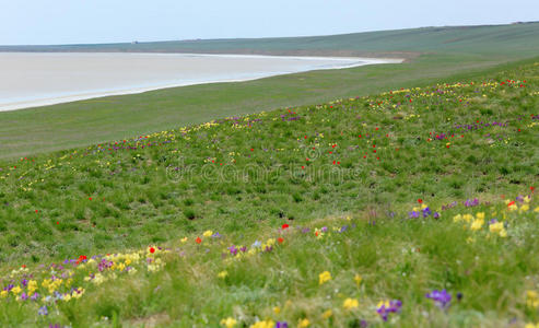 俄罗斯罗斯托夫地区盐湖附近草原上盛开的郁金香和虹膜