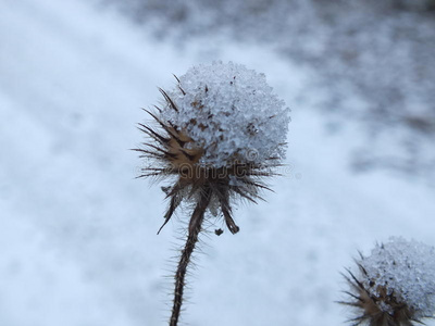 霜花