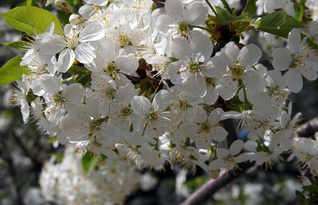 樱桃开花枝