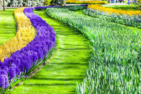 荷兰基肯霍夫公园美丽的花卉装饰