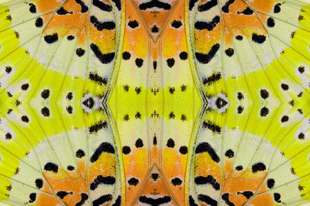 动物 亚洲 昆虫 多色 眼睛 撕裂伤 豹子 艺术 颜色 蝴蝶