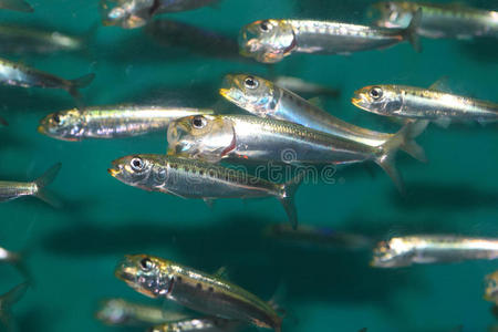 凤尾鱼 在下面 日本 海洋 日本血吸虫 日本人 食物