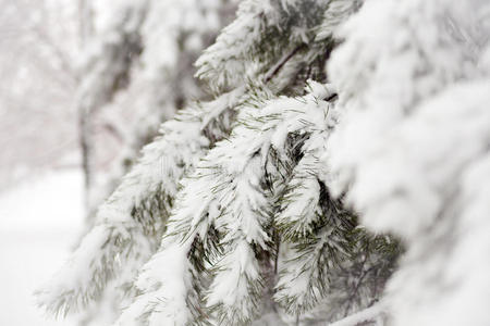 白雪覆盖的树枝