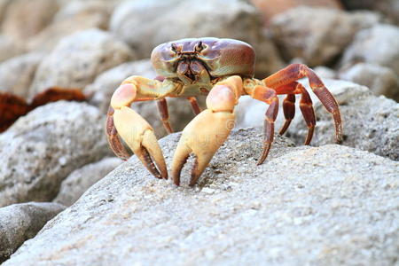 螃蟹大钳子图片