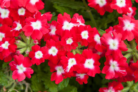 夏天花园里美丽的红花