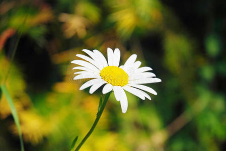 白色雏菊