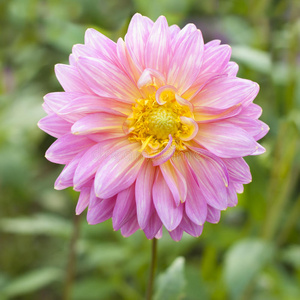 品种 粉红色 园艺 开花 花的 园林绿化 夏天 花瓣 花卉栽培