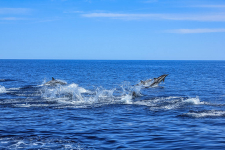 群跳跃的海豚图片