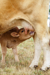 母猪与仔猪护理小牛正在喝母牛的牛奶手动进给出生的羊羔在白色背景上