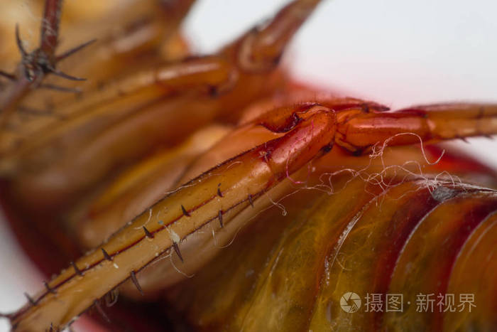 蟑螂昆虫的订单 Blattodea 的宏