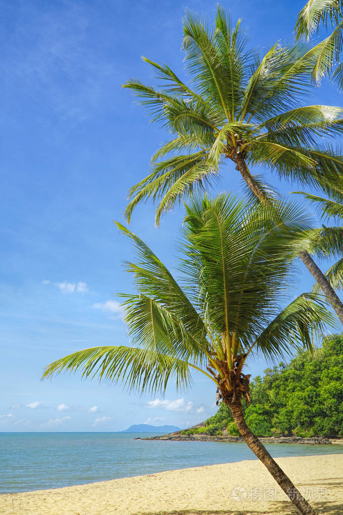 在海滩椰子树