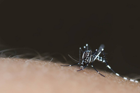 白纹伊蚊吸血照片