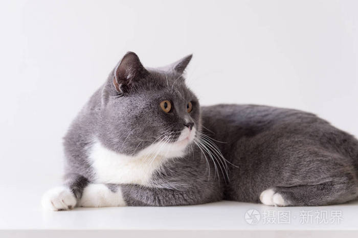 灰色的英国短毛猫