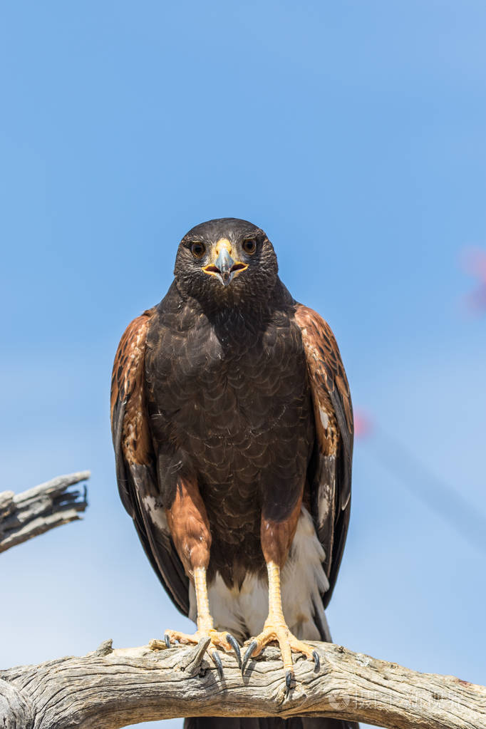 美丽的哈里斯鹰