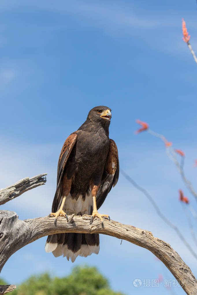 美丽的哈里斯鹰