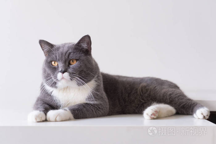 灰色的英国短毛猫