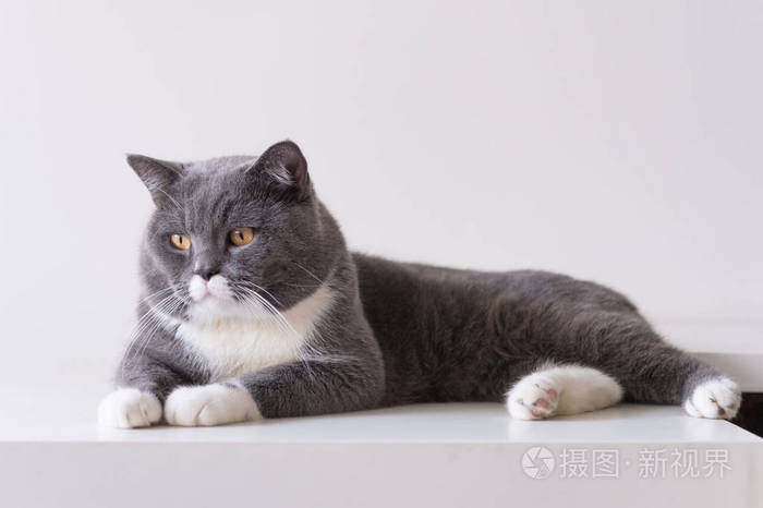 灰色的英国短毛猫