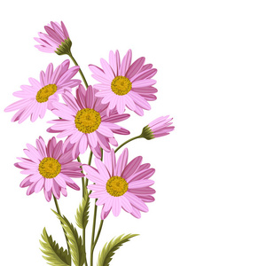 粉色雏菊图片
