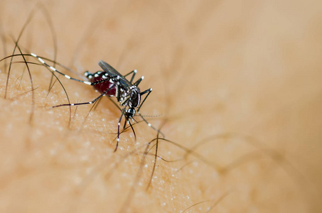 白纹伊蚊吸血照片