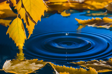 叶子的水面泛着涟漪的桦木从雨滴照片