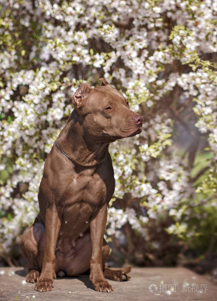 与花的比特犬