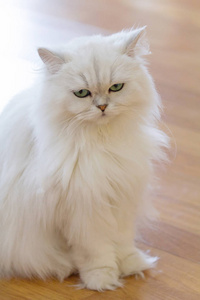 白色波斯猫图片