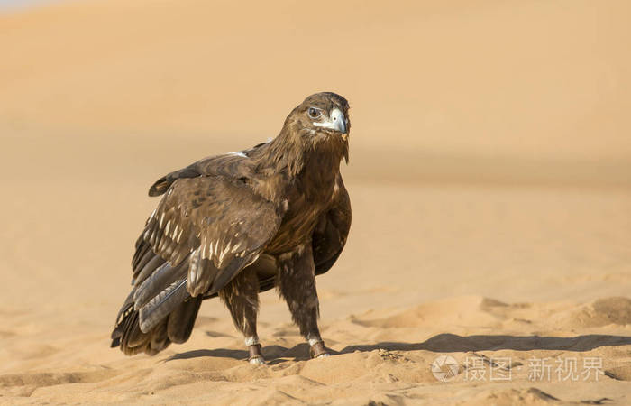 更大的斑点鹰在沙漠里