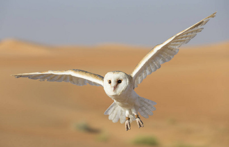 谷仓猫头鹰在迪拜附近的沙漠中照片