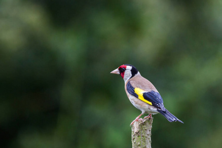 金雀(红雀)照片