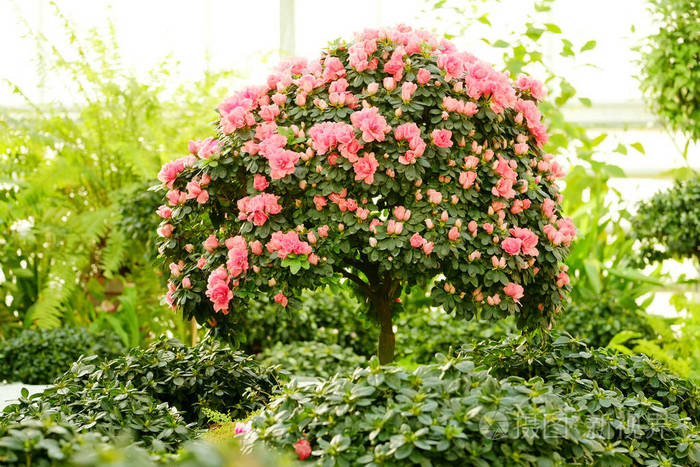 一棵树上的杜鹃花