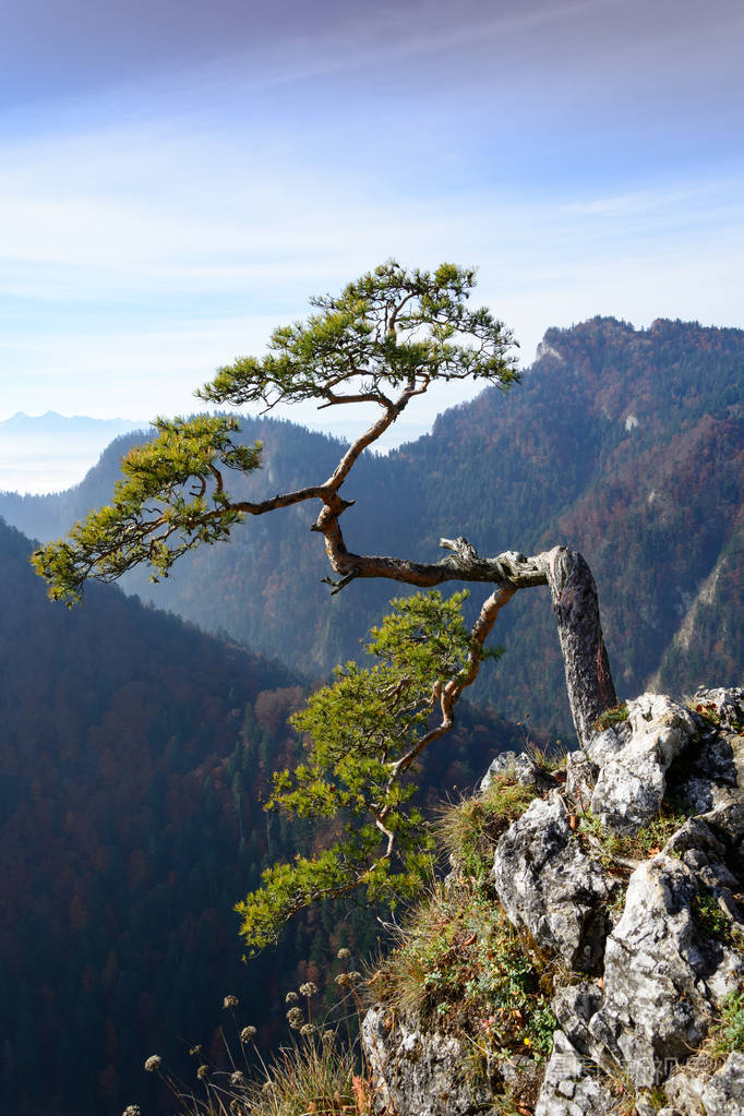 在sokolica山上的老文物松