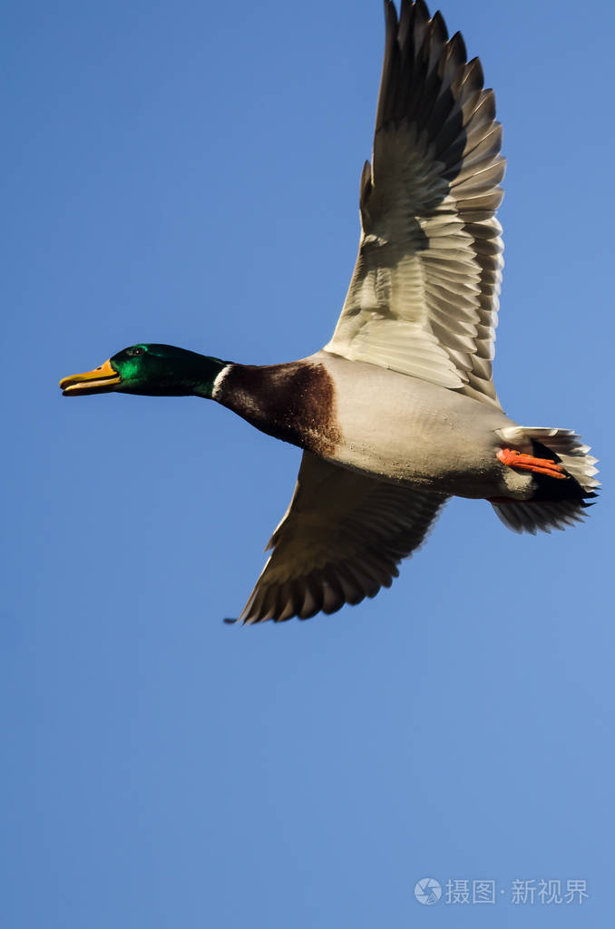 在蓝色的天空中飞翔的野鸭