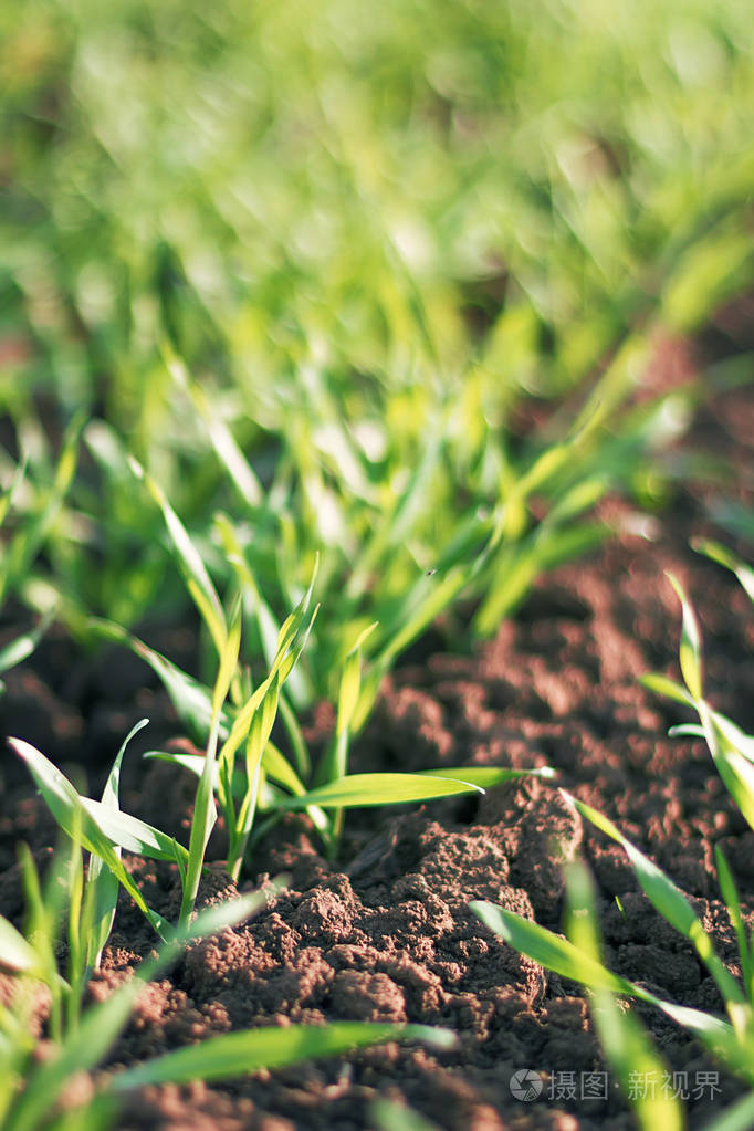 年轻的小麦幼苗在外地的增长