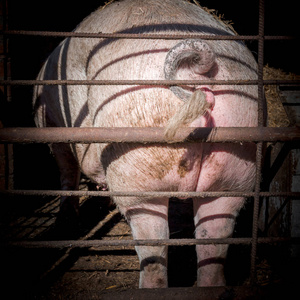 母猪的大屁股照片