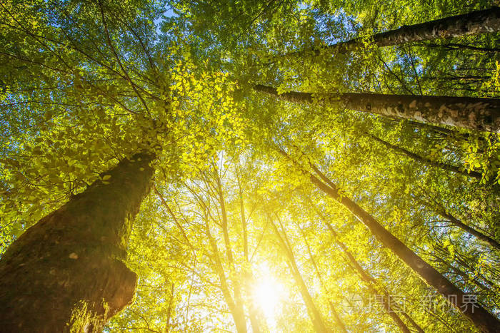 在高高的树梢上抬头看着阳光下