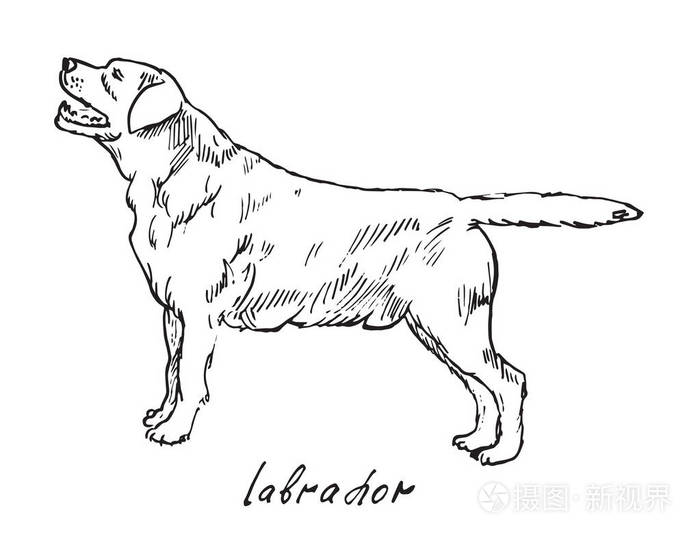 拉布拉多,手画的涂鸦素描