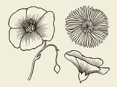 手绘素描花朵图片