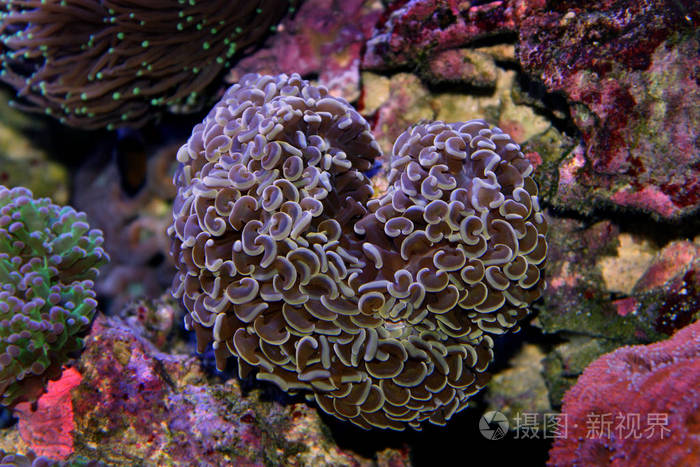 棕色锤 lps 珊瑚