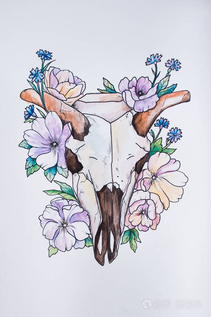 素描的牛头骨在白色背景上的花