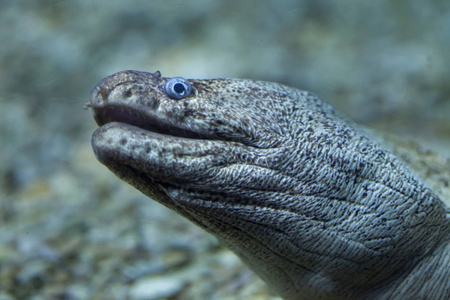 在水族馆的地中海马里图片