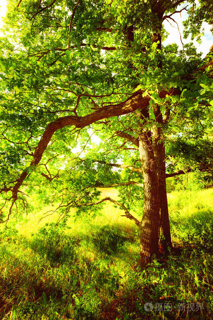 在清晨的阳光下橡树